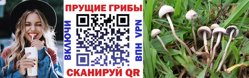 где можно купить наркотик Белореченск Галлюциногенные грибы Psilocybine cubensis